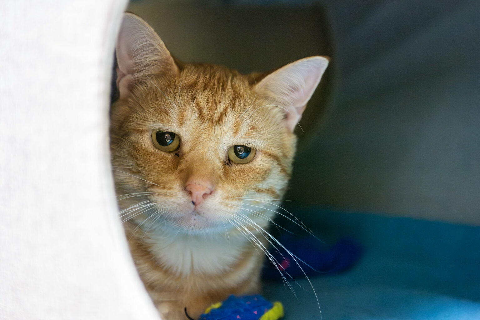 Green underneath Tabby's Place